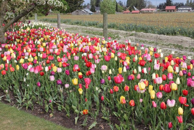 There are few things that can compare in beauty to a strictly shaped flowerbed, densely filled with orderly rows of hyacinths, daffodils or tulips. There are few things that can compare in beauty to a strictly shaped flowerbed, densely filled with orderly rows of hyacinths, daffodils or tulips.