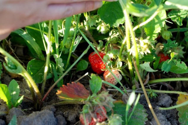 Caring for remontant strawberries