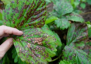 Brown spot on strawberry leaves