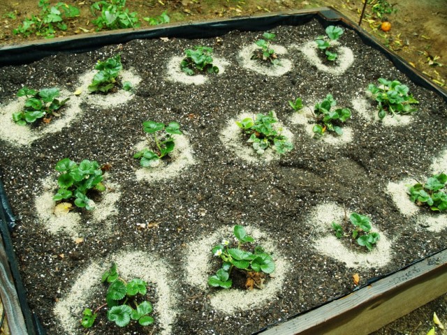 Fertilizing remontant strawberries
