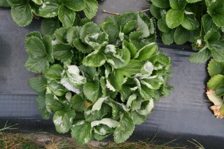 Powdery mildew on strawberry leaves