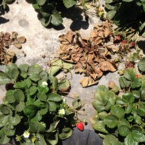 Dead strawberry plants affected by strawberry nematode