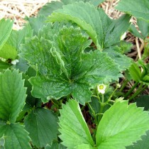 Signs of strawberry damage by strawberry mite or cyclamen mite