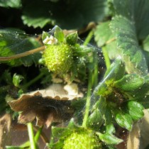 Strawberries affected by spider mites