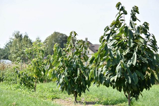 Azimina (Asimina) Azimina (Asimina)