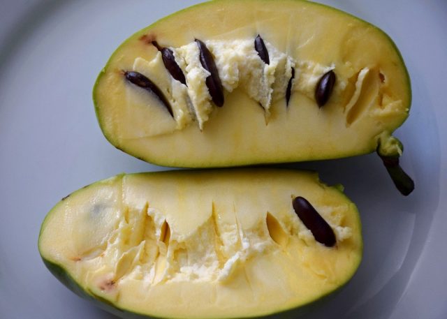 Pawpaw fruit in cross-section Pawpaw fruit in cross-section