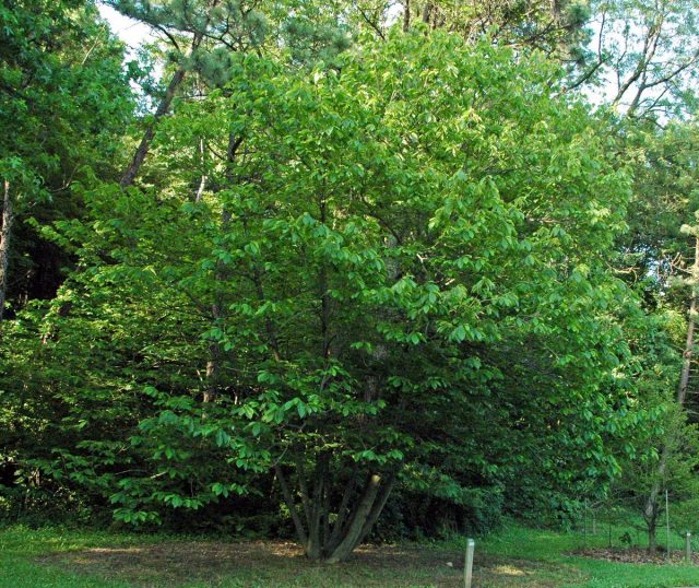 Three-lobed pawpaw (Asimina triloba) Three-lobed pawpaw (Asimina triloba)