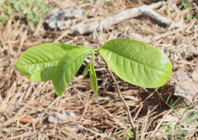 A thick layer of mulch on pawpaws should be maintained constantly A thick layer of mulch on pawpaws should be maintained constantly