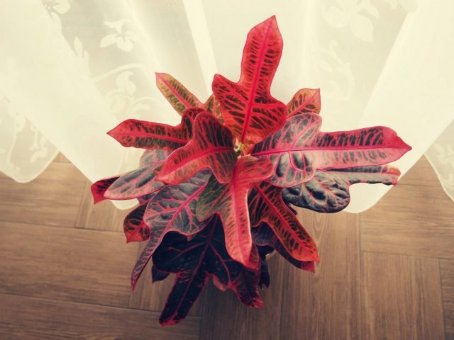 The first to signal a lack or excess of light will be the leaves of the croton