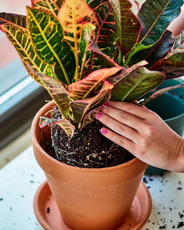 Difficulties in the development of crotons are very often associated with improper transplantation.
