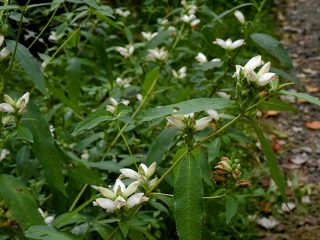 Chelone glabra