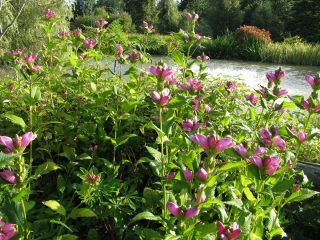 Chelone obliqua