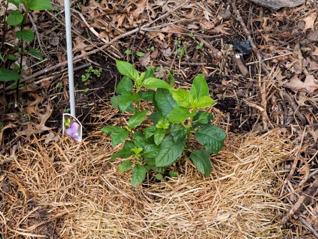 A layer of mulch will help keep the soil cool and moist for the chelone.
