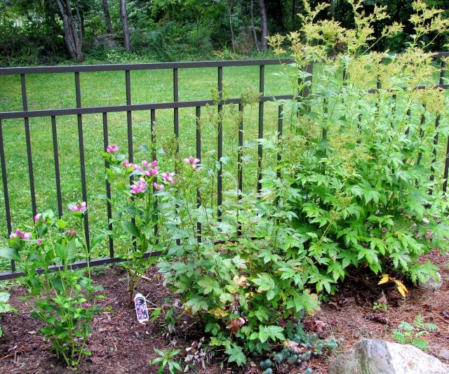 Chelone is most often grown from young cuttings.