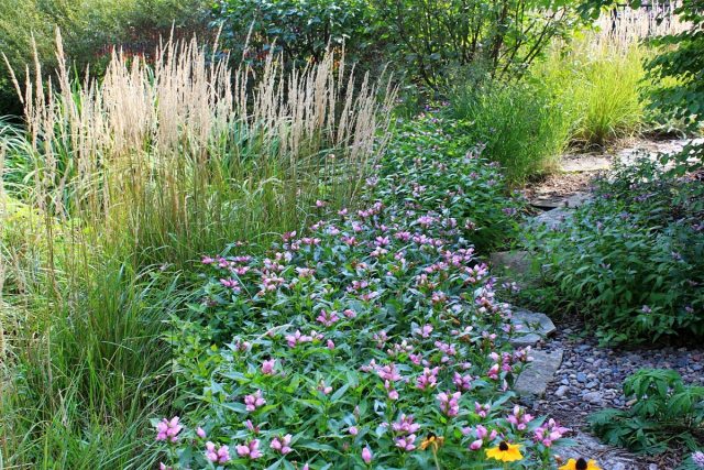Helone in landscape design