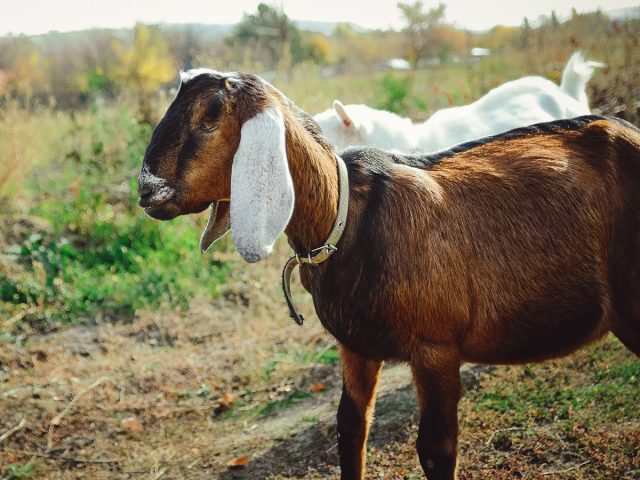 6 most popular oriental goat breeds and features of their maintenance