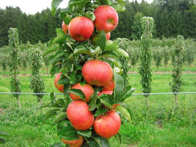 10 varieties of columnar apple trees that I recommend for the middle zone