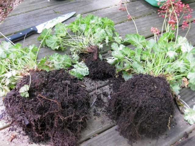 20 Perennials That Are Divided in the Fall