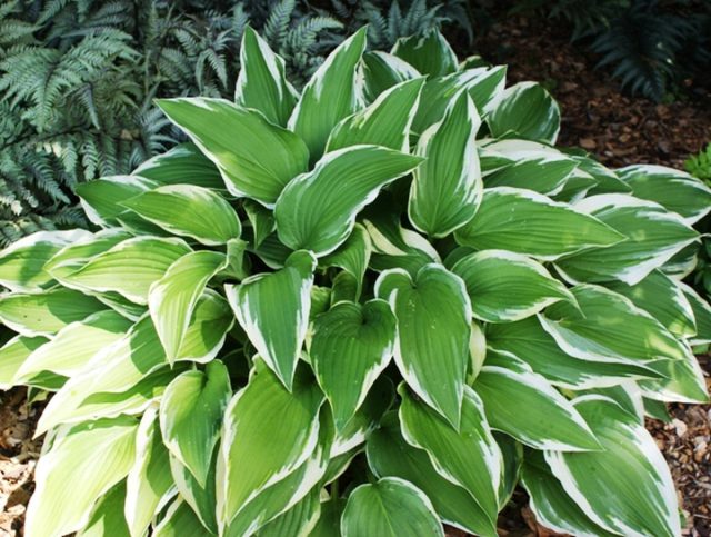 Hosta 'Antioch'