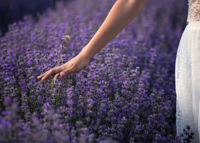 Lavender is a classic of Provence. But instead of it, you can plant sage or catnip.