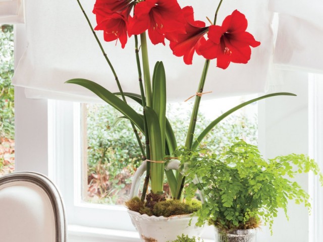 5 Fun Alternatives to Hippeastrum