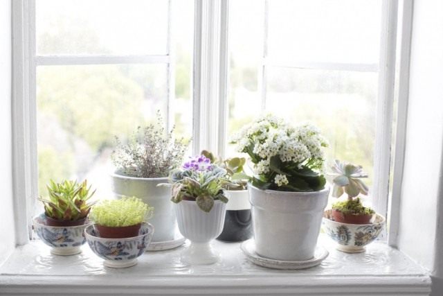 5 Roles of Houseplants in the Interior