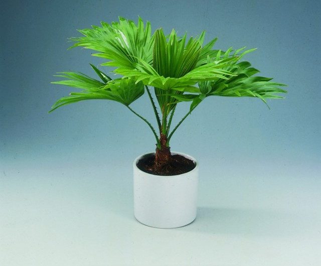 5 Most Unpretentious Indoor Palms
