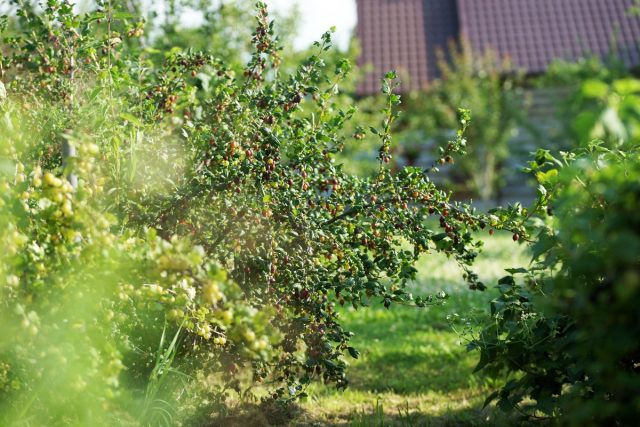5 Berry Bushes That Are Sure to Be Infested with Aphids