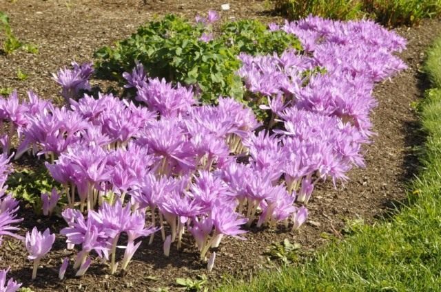 8 Best Fall Flower Bulbs