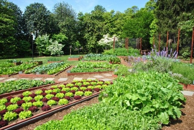 8 Unpretentious Garden Crops