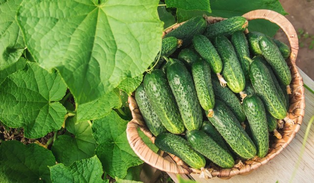 9 irreplaceable cucumber hybrids that I recommend everyone grow