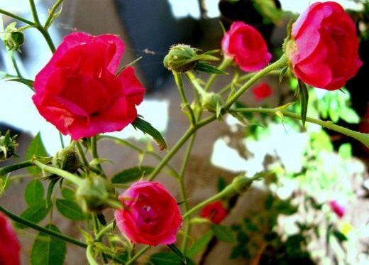 Rose. From the history of culture