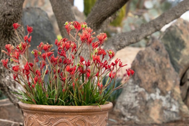 The Spectacular “Kangaroo Paw” or Anigozanthos