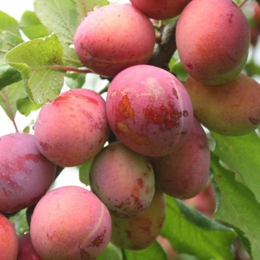 Plum. Don’t make a mistake with the choice of variety