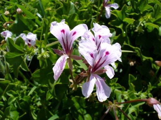 … The portrait of the lovely ivy-leaved pelargonium turns pink…