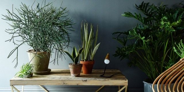 Where to buy indoor plants?