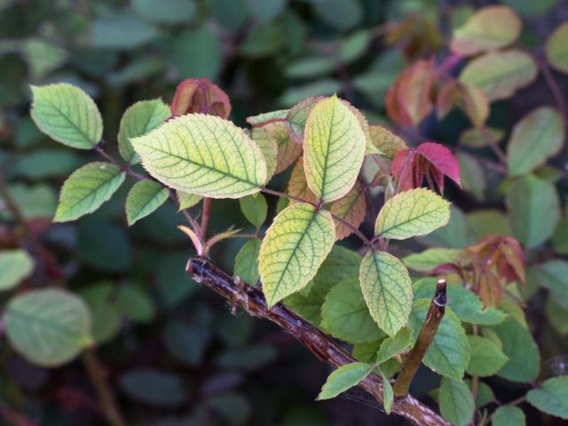 Non-infectious diseases of roses – how to recognize and eliminate the problem?