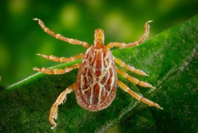 If you are bitten by a tick