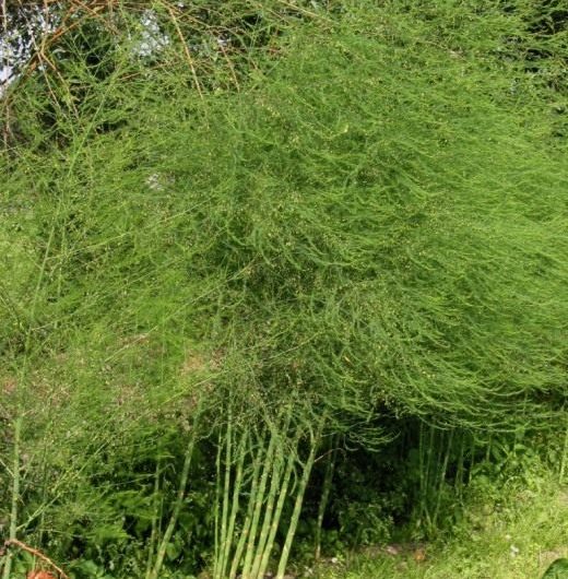 This magnificent vegetable is asparagus.