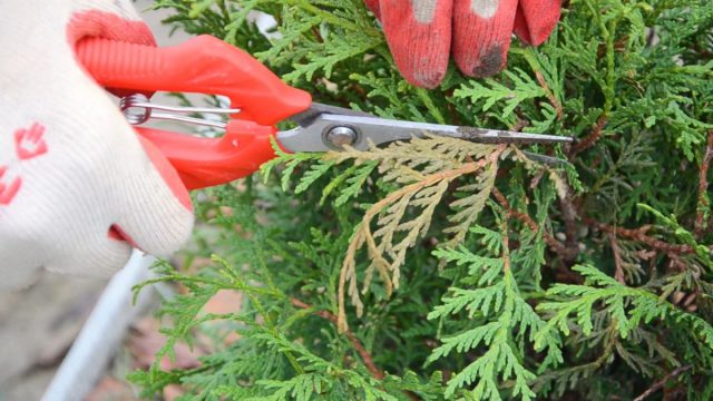 Rules for spring care of thuja. Video
