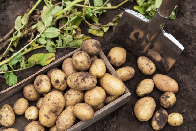 Everyone Loves Them, But Why? 10 Overrated Vegetables