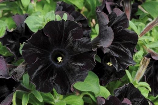 Botanists have developed a variety of black flowers
