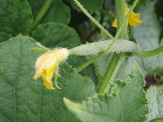 How to grow early cucumbers?