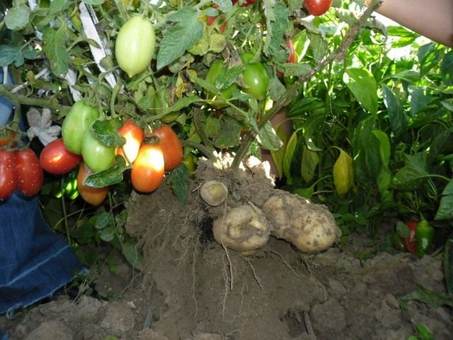 How to grow tomatoes and potatoes yourself?