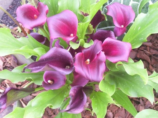 Zantedeschia: Growing Modern Varieties