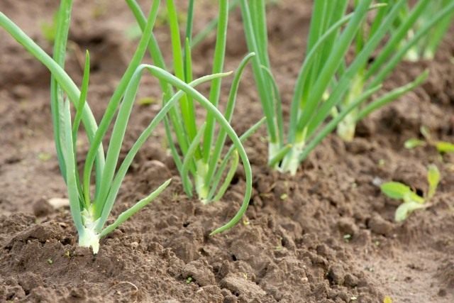 Secrets of Growing “Winter” Onions