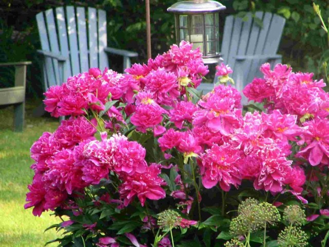 Peculiarities of Growing Herbaceous Peonies