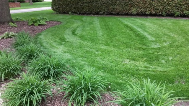 Lawn repair, weed control and other problems