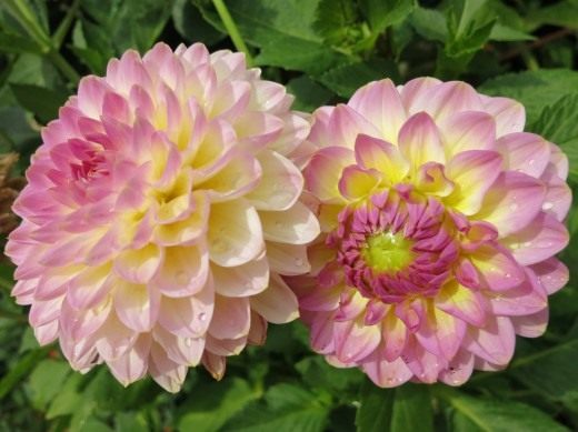 Using Dahlias in Landscaping. Part 1