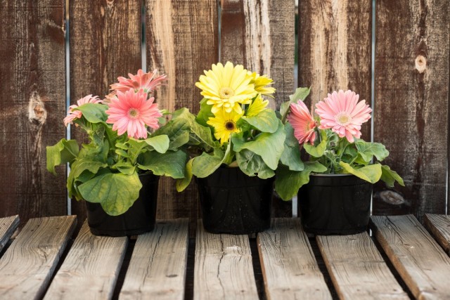 Indoor Gerberas – A Bright Bouquet in a Pot